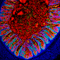 A microscopic image of a bioengineered human colon.